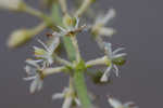 Coastal false asphodel